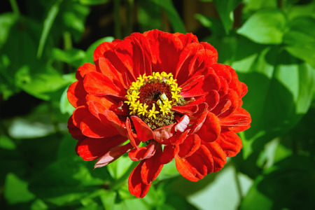 One Red flower of Zinnia close-up in the garden. Selective focus, blurred vignette.の写真素材