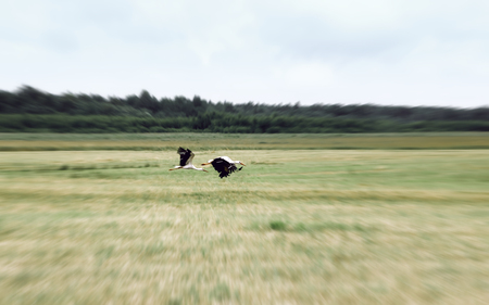 Two White Storks flying over a field against a background of distant trees and a sky. Desaturated natural background, radial motion blur vignette. Tver region, Russia.の写真素材