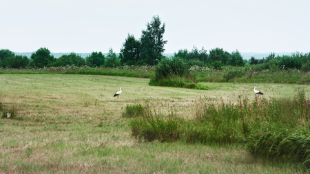 Pair of White Storks looking at each other, resting on a mowed meadow on a cool summer day. Tver region, Russia. Selective focus.の写真素材