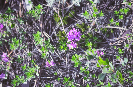 Blooming wild thyme close-up growing in the forest floor on a summer day. Medicinal plant - Thymus serpullum. Republic of Karelia, Russia. Selective focus, blurred vignette.の写真素材