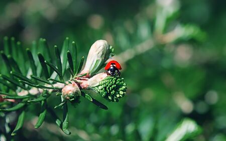 Small ladybug on a branch of the Korean fir with new buds on the blurred background of greens. Selective focus on the foreground, space for copy.の写真素材