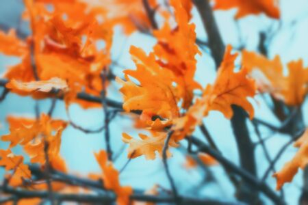 Blurred autumn background - orange oak leaves against the blue sky. Soft selective focus, blurred filter.の写真素材