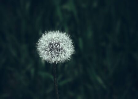 White fluffy dandelion flower head close-up against the blurred dark green grass in twilight - Taraxacum officinale. Cool floral background with space for copy, selective focus.の写真素材