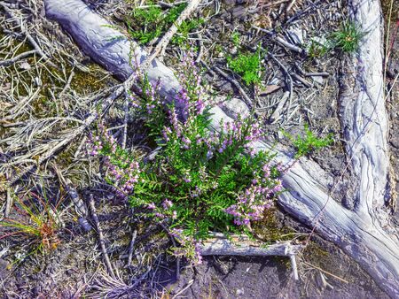 Young heather bushes grow and bloom among moss and tree roots in the natural environment during the summer time. Selective focus, blurred vignette.の写真素材