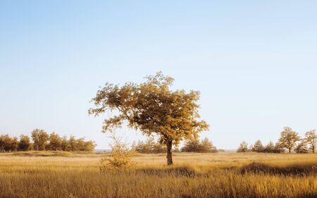 Desaturated atmospheric rural landscape - a lonely oak in a yellow field under a clear cloudless sky. Blur toned filter, space for copy.の写真素材