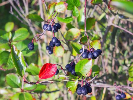 Ripe berries on the branches of black chokeberry at autumn sunny day. Medicinal shrub - Aronia melanocarpa. Selective focus.の写真素材