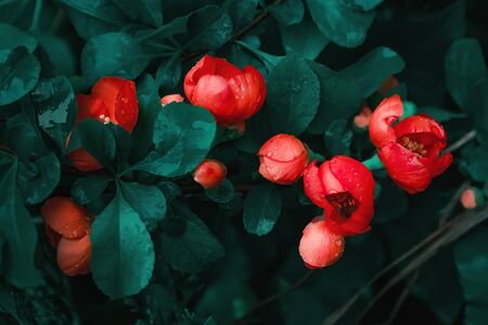 Red flowers of Japanese Quince in bloom close-up among dark green wet leaves with drops of morning dew. Beautiful floral background with space for copy. Selective soft focus, blurry filter.の写真素材