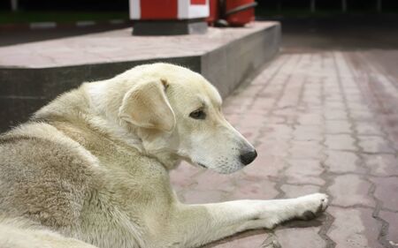 Close-up shot of the lost sad white stray dog lying on a pavement at a gas station at midnight....