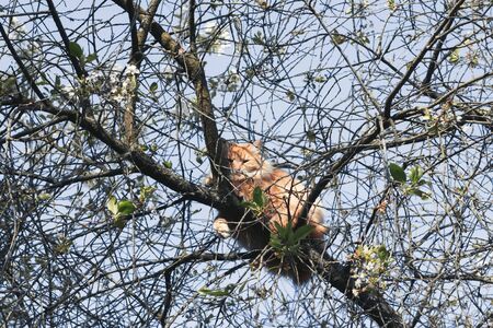 Fluffy ginger cat basks in the sun sitting on the branches of a cherry-tree on a warm clear spring day. Rescue a pet from a high tree. Selective focus.の写真素材