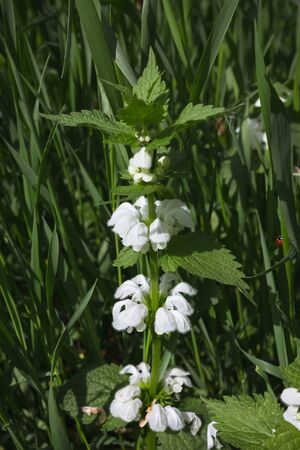 Blooming white nettle or white dead-nettle among grass close-up. Lamium album - Ð¼edical herb in natural habitat. Selective focus.の写真素材