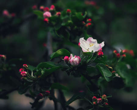 Pink flower and red buds of apple blossoms close-up against the blurred dark green leaves in the spring morning. Selective focus, shallow depth of field and blur vignette.の写真素材