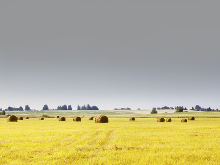 Yellow mown field with haystacks. Conceptual rural landscape background with copy space, selective focus. Tinted with the color of the year 2021 - Illuminating and Ultimate Gray.の写真素材