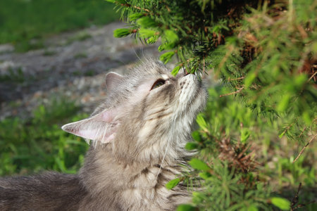 Close-up of an adorable fluffy Silver Siberian cat sniffing the fresh scents of awakening nature on a warm spring day. Selective focus.の写真素材