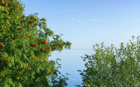 Tree of mountain ash with berries (Sorbus aucuparia) and willow shrub against the blue sky over the lake on a sunny summer day. Natural background with copy space. Russia.の写真素材