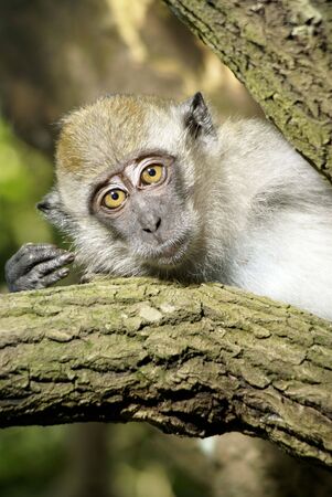 Monkey in tree
