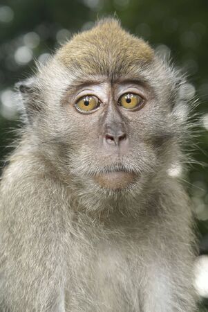 Long tailed macaque worry portraitの写真素材