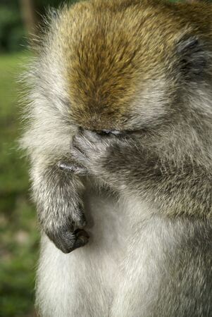 Macaque monkey with regret expressionの写真素材