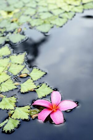 Frangipanni flower floating in pondの写真素材