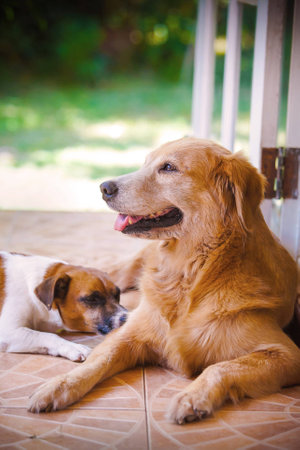 Dog smileの写真素材