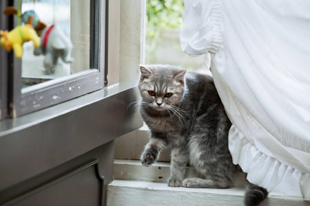 Looking Catの写真素材
