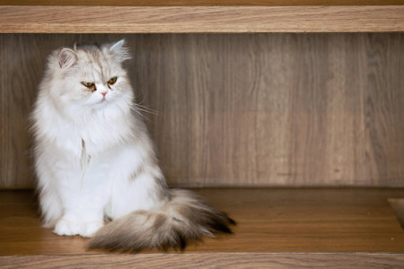 Looking Catの写真素材