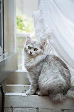 Looking Catの写真素材