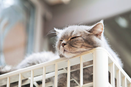 Sleeping Catの写真素材