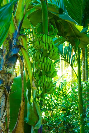 BANANA MUSA PARADISIACA ACUMINATA BALBISIANA TREE WITH GREEN IMMATURE BANANAS IN A FOREST INDIAの写真素材