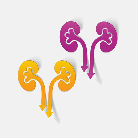 realistic design element: kidneys, medicalのイラスト素材