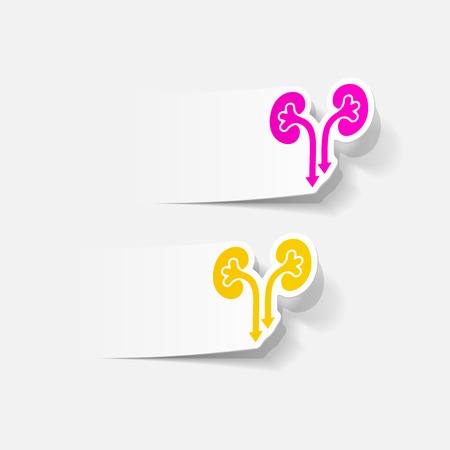 realistic design element: kidneys, medicalのイラスト素材