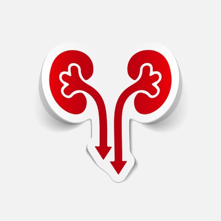 realistic design element: kidneys, medicalのイラスト素材