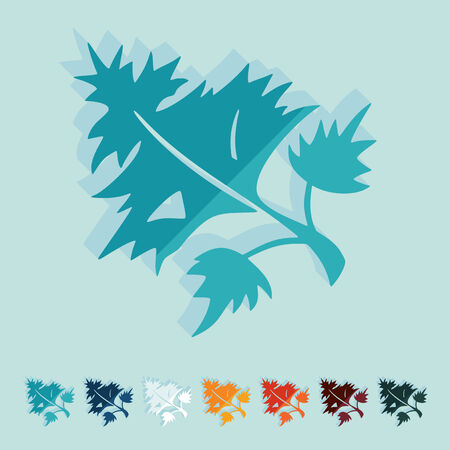 Flat design: parsley, dillのイラスト素材