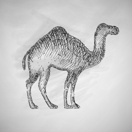 camel iconのイラスト素材