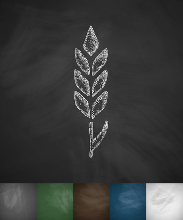 ear of wheat icon. Hand drawn illustration on Chalkboardのイラスト素材