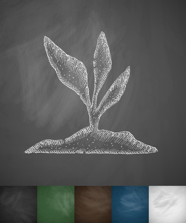 root-crop icon. Hand drawn illustration on Chalkboardのイラスト素材
