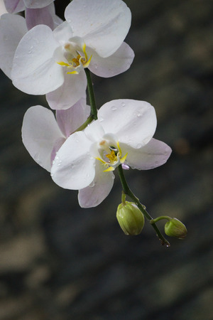 White orchidの写真素材