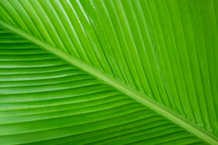 green calathea lutea leafの写真素材