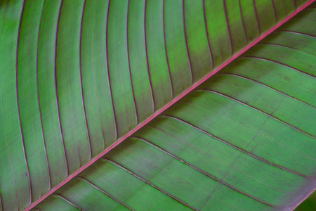 Green Banana leafの写真素材