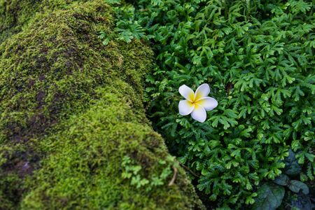 plumeria on mossの写真素材