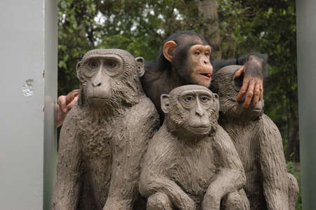 Chimpanzee playing near the monument with monkeysの写真素材