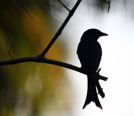 sri lanka fauna worldの写真素材