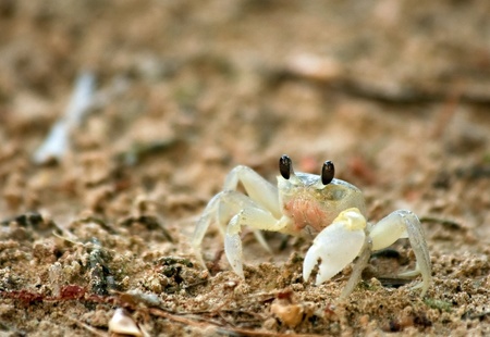 Sand crabの写真素材