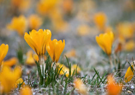 Yellow crocus flower bed in one of Prague Central Parks