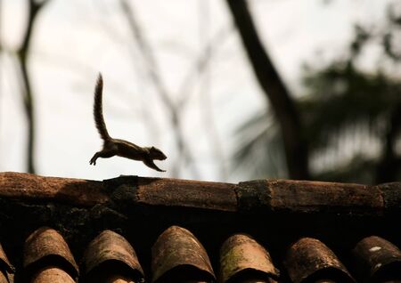 A flying chipmunk on the roof of Sri Lanka Hotelの写真素材