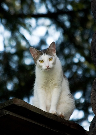 Yellow-eyed cat in meditationの写真素材