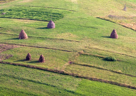 Stags in the Carpathian mountainsの写真素材