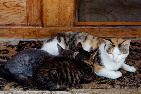 A cat feeding three kittensの写真素材