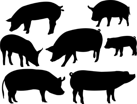 pigs collection - vectorのイラスト素材