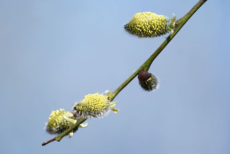 Spring burgeon of pussy willow tree 
