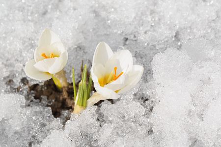 White crocuses on snowの写真素材